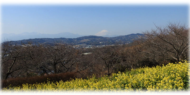 0菜の花と富士山800