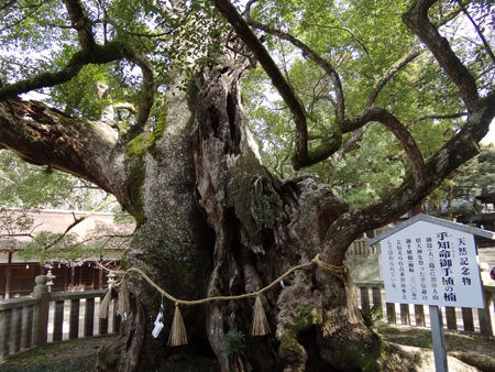 樹齢2600年の楠木