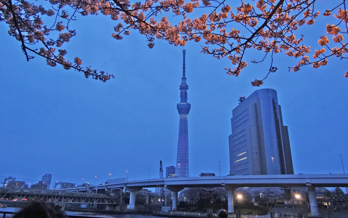 0夜桜とスカイツリー700