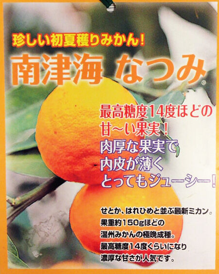 麻生区 はるひ野 若葉台 黒川の生活事典 ミカン なつみ