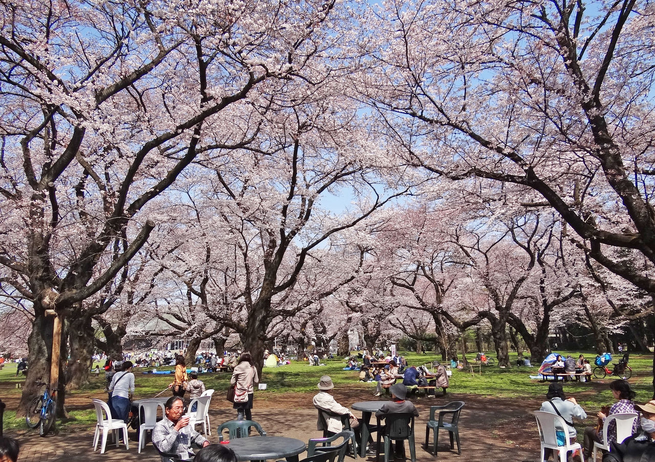 麻生区 はるひ野 若葉台 黒川の生活事典 小金井公園の桜 3月31日現在 麻生区 はるひ野 若葉台 黒川の生活事典 小金井公園の桜 3月31日現在