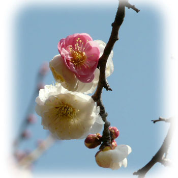 �פ��Τޤ�350