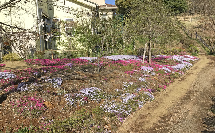 �����饽�����褳��ޤ�ƻ��³��_700