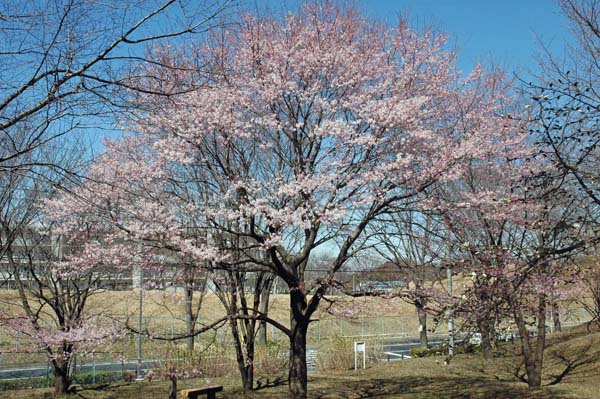 江戸彼岸桜600