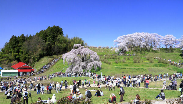 三春の滝桜3600