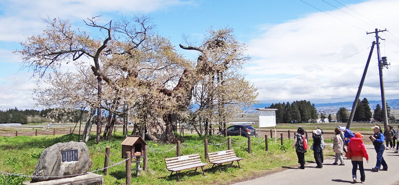 0米沢の千歳桜800c