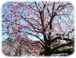 おおかんさくら