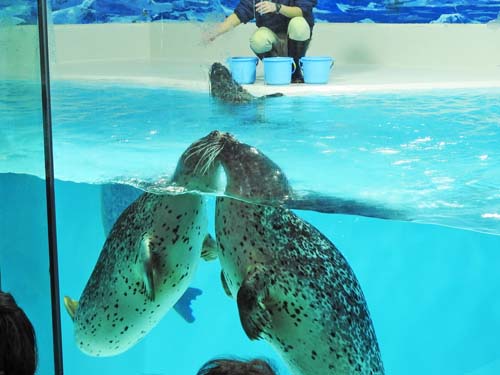 0アザラシのキス500