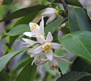 ��ͮ�Ҥβ�300