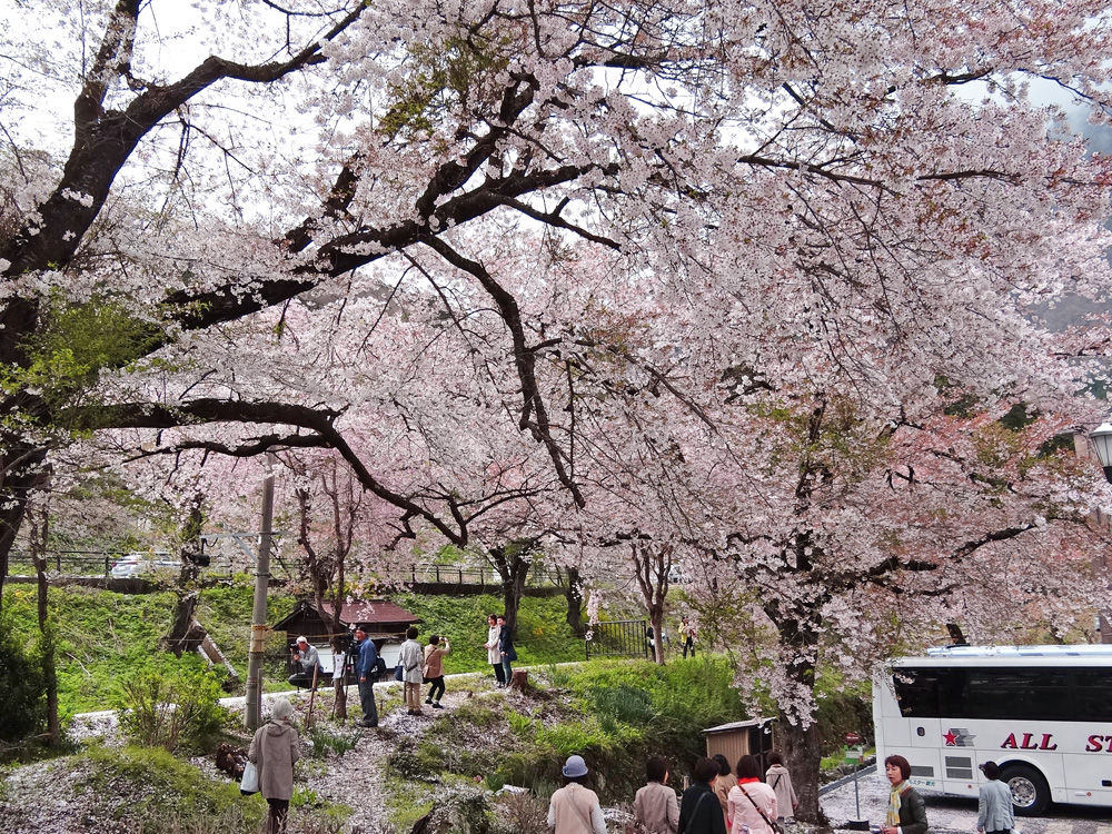 桜散る湯野上温泉駅1000