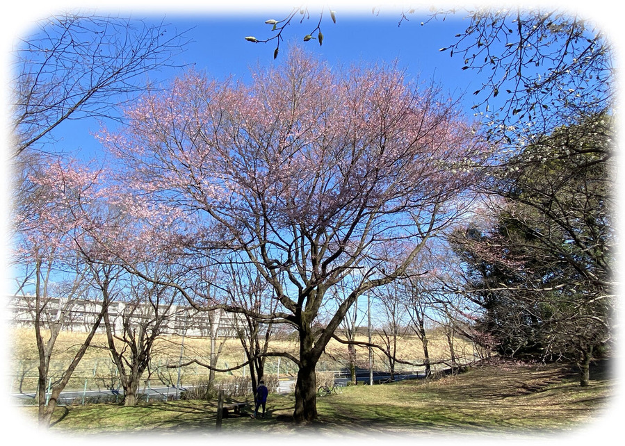 エドヒガン桜2047