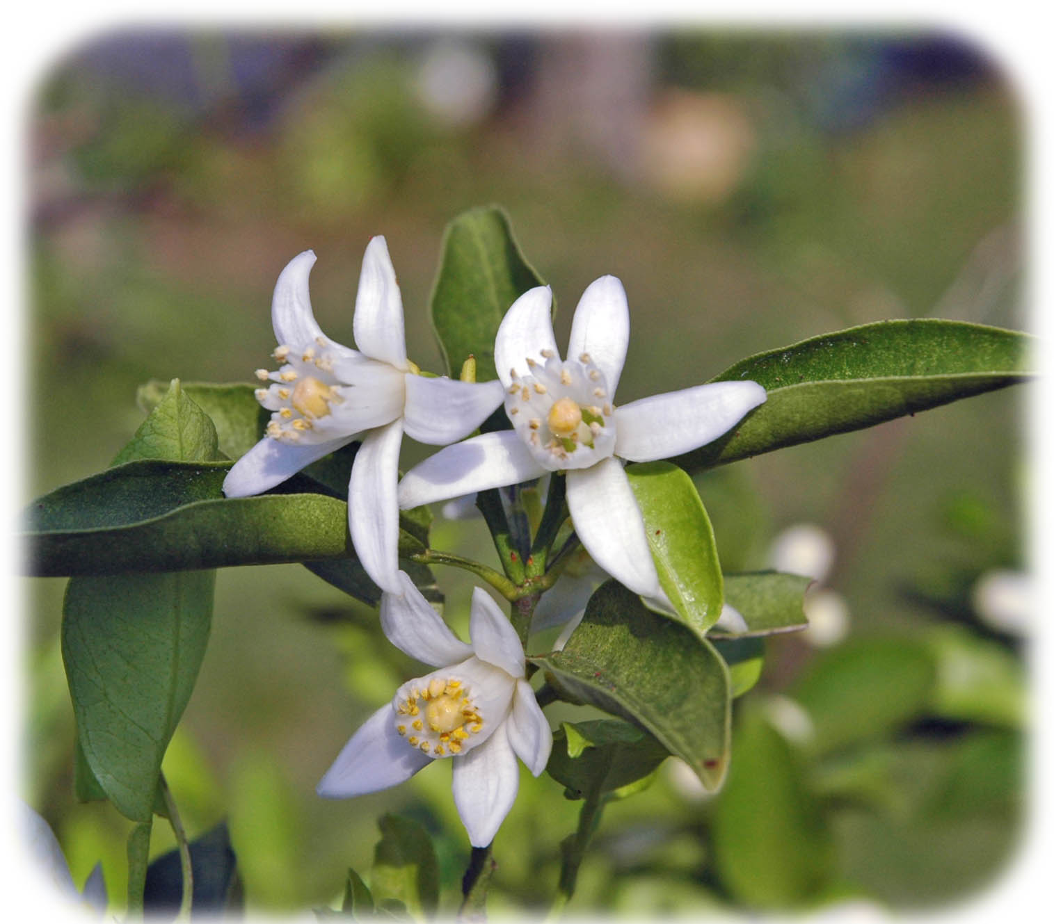 麻生区 はるひ野 若葉台 黒川の生活事典 花柚子の収穫とキウイフルーツ 麻生区 はるひ野 若葉台 黒川の生活事典 花柚子の収穫とキウイフルーツ