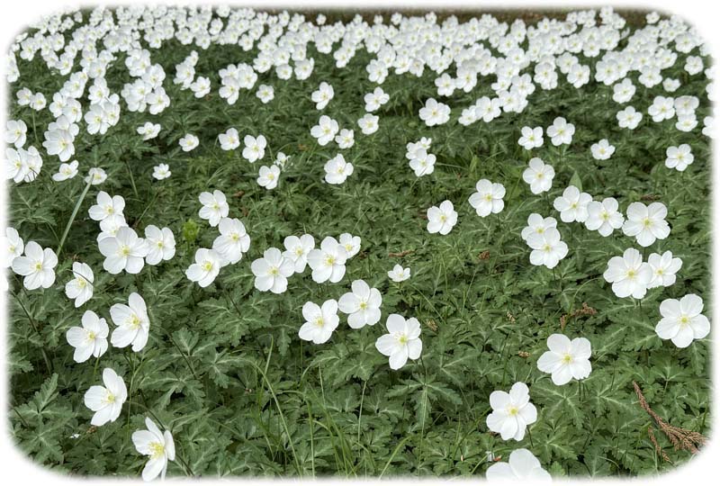 ������󤽤�800