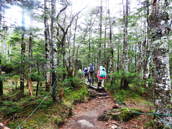 0苔の森を行く600