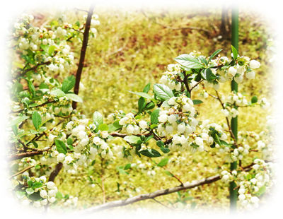 ブルーベリーの花400