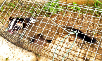 �ϥ��ӥ������μ̿�