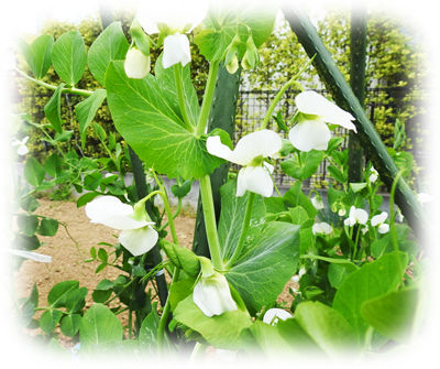 えんどう豆の花4000300408