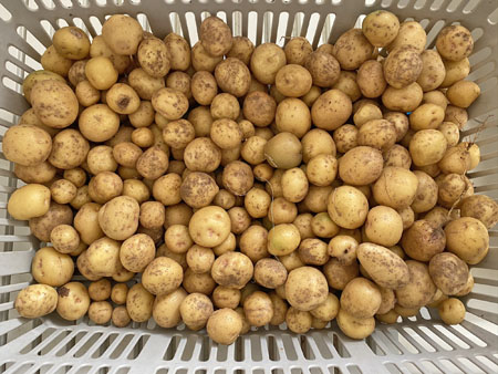 ��γ�Τ��㤬����450