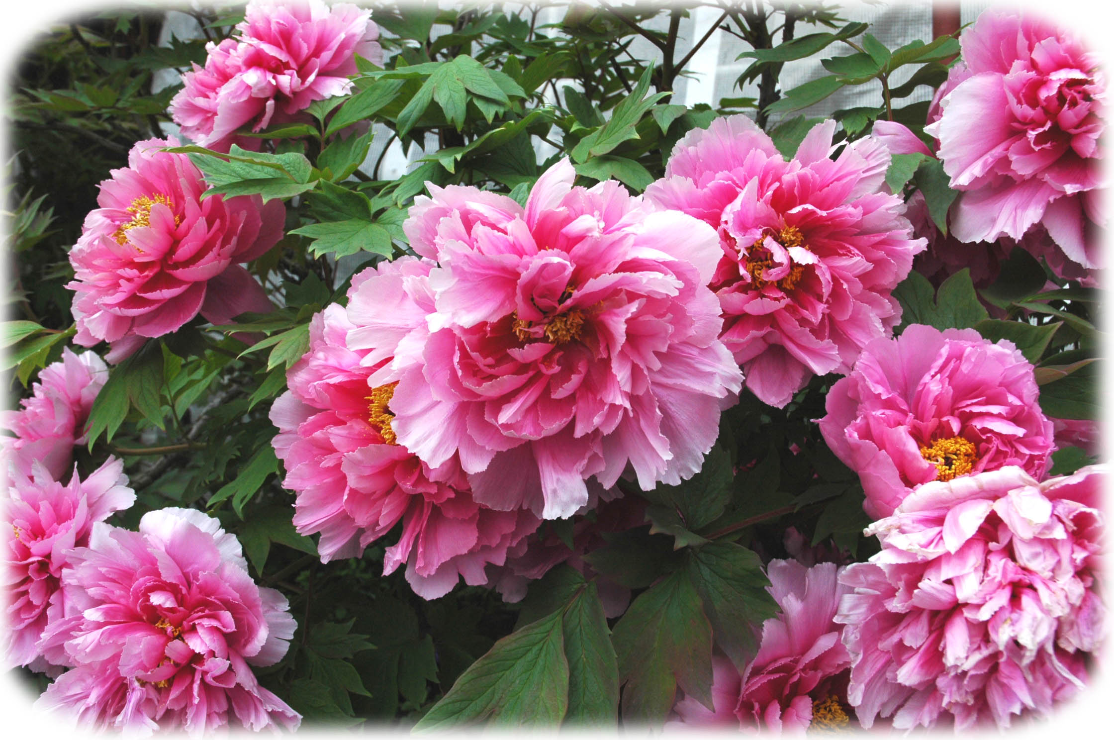 麻生区 はるひ野 若葉台 黒川の生活事典 庭に咲く花々 あやめと芍薬 麻生区 はるひ野 若葉台 黒川の生活事典 庭に咲く花々 あやめと芍薬