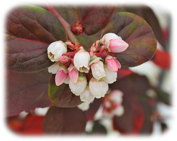 0�֥롼�٥꡼�β�300