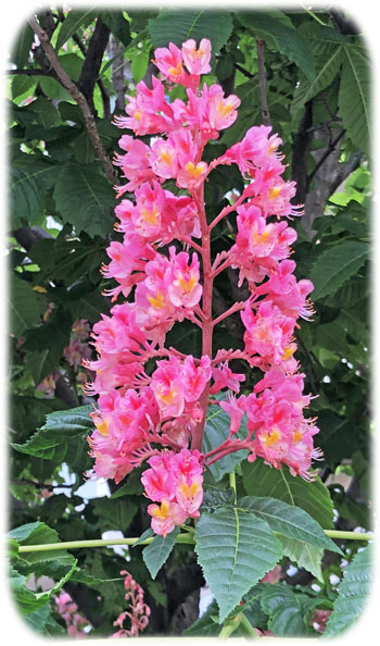 �ޥ��˥�3300