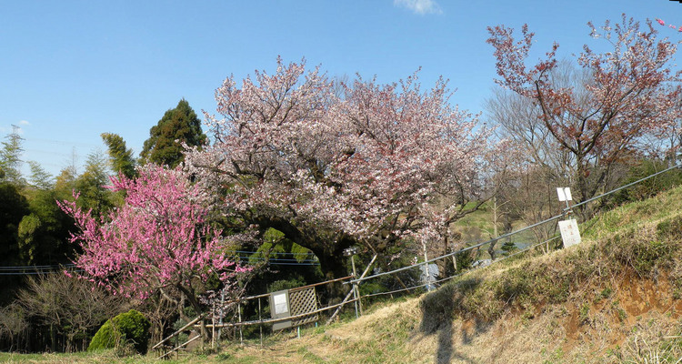 ������ǯ����H21)�ѥΥ��