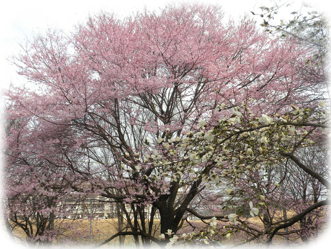 こぶしとエドヒガン桜のコピー