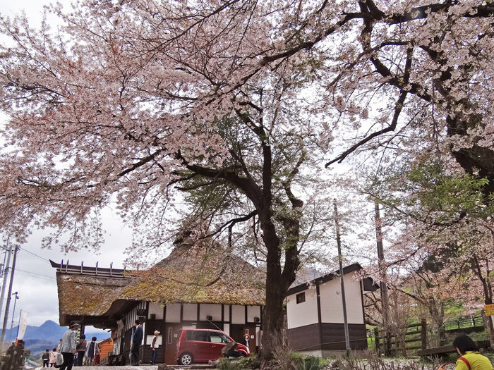 0藁ぶきの湯野上温泉駅と桜700