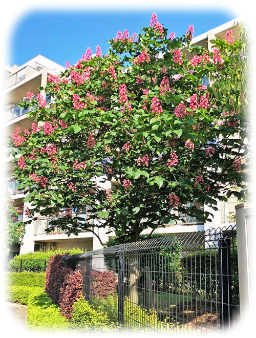 �ޥ��˥���500