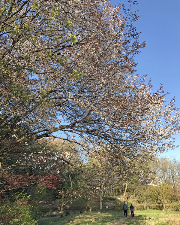 ��ߤ�����Υ�ޥ�����290414_2500