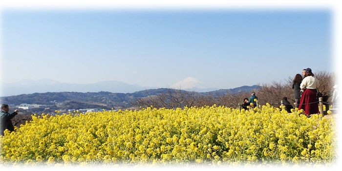 0山頂の菜の花700