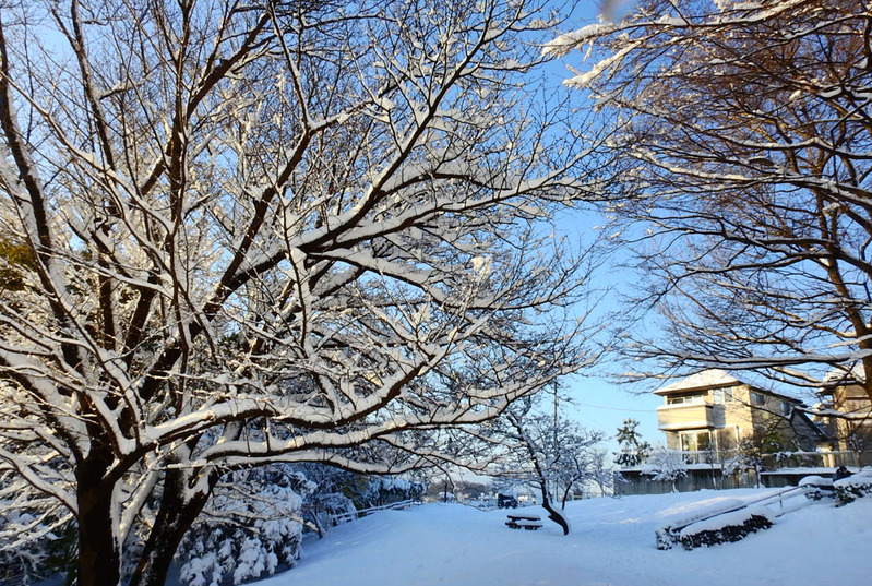 0実り公園の樹氷