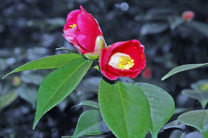 ��֥ĥХ���