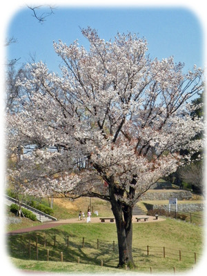 みのり公園の山桜