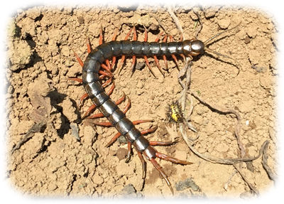 麻生区 はるひ野 若葉台 黒川の生活事典 ハガチ に出会う