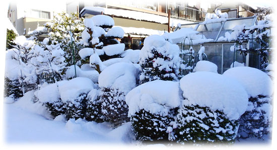 0饅頭のような庭木の積雪550