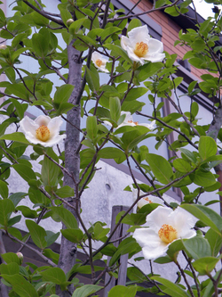 ɱ��������