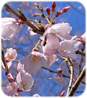 エドヒガン桜280