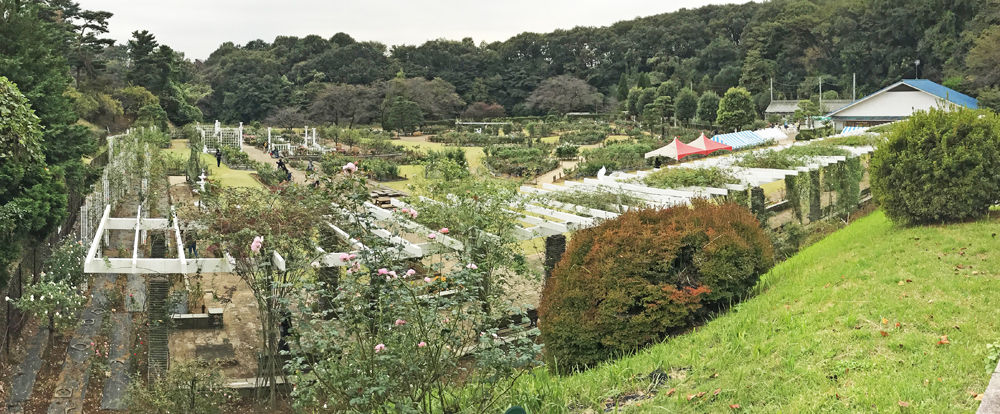 0バラ園全景1000