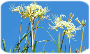 ����߲֥��å�mm