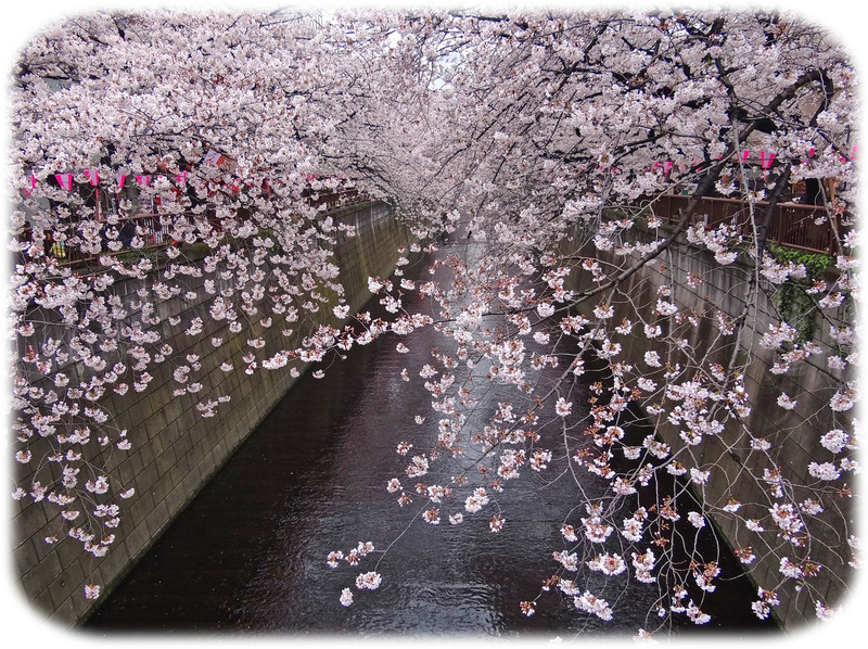 0美目黒川桜4