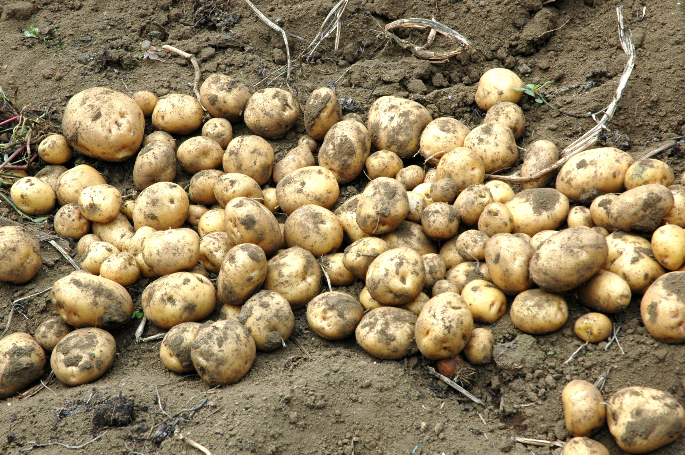麻生区 はるひ野 若葉台 黒川の生活事典