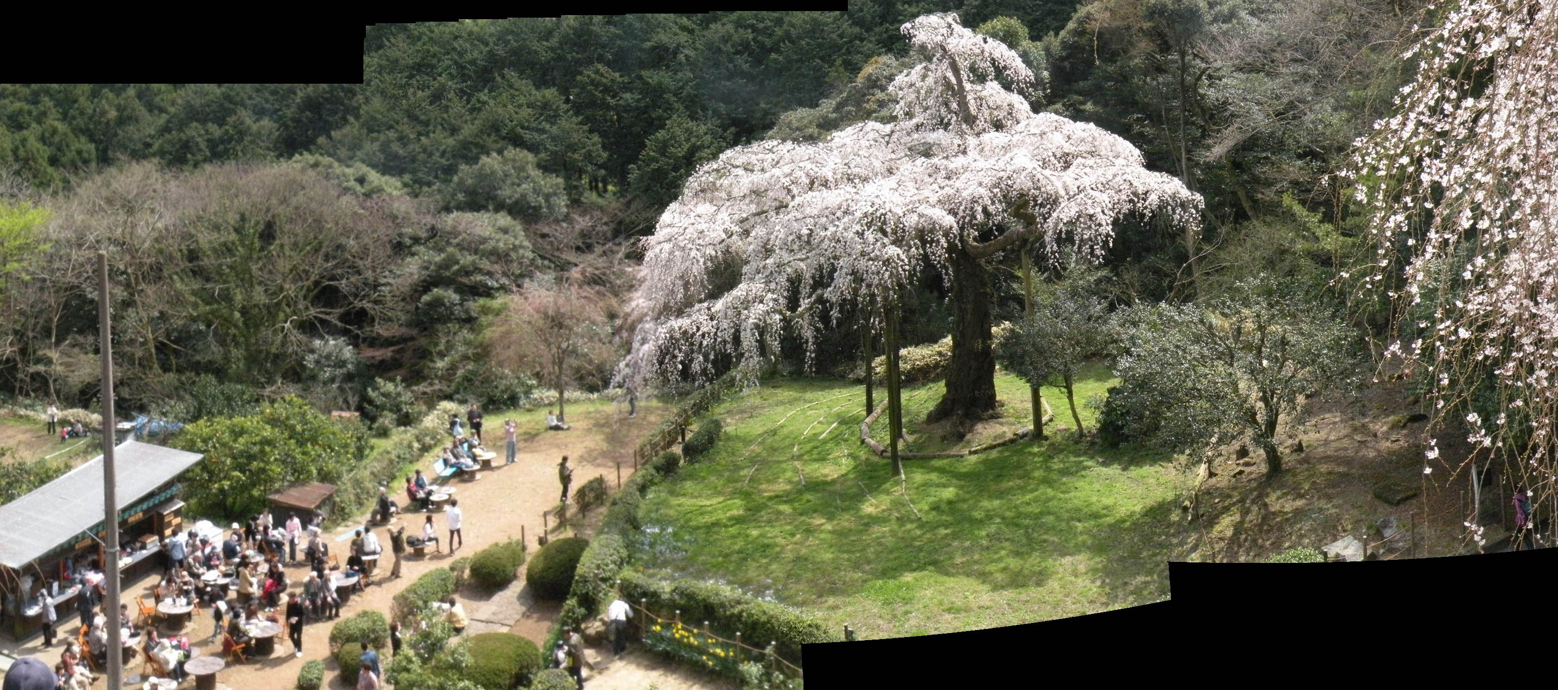 麻生区 はるひ野 若葉台 黒川の生活事典 長興山紹太寺の枝垂れ桜 麻生区 はるひ野 若葉台 黒川の生活事典 長興山紹太寺の枝垂れ桜