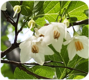 �����Υ�300