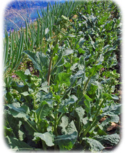 �Τ�ܤ��ڣ�