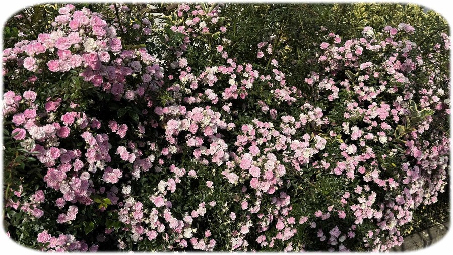 rose62000