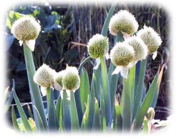 �ͥ�˷��350