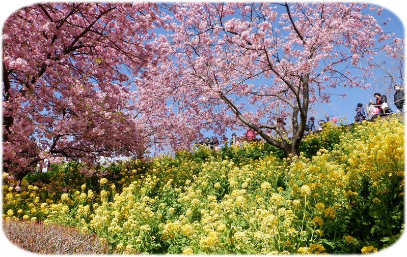 0桜・菜の花2500