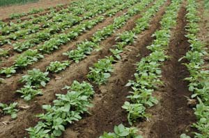 ジャガイモ4月末