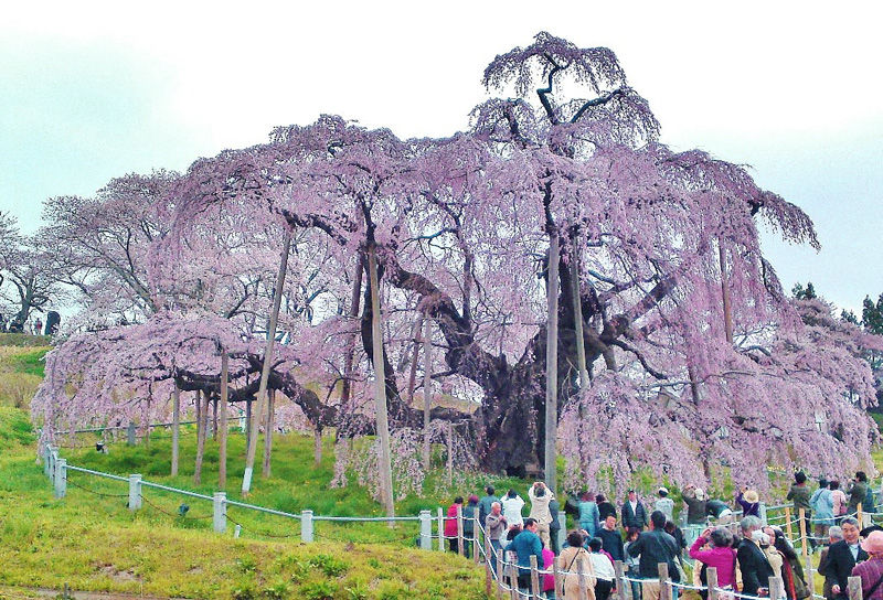 三春の滝桜1800